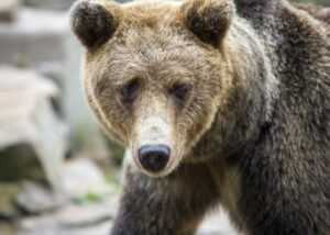 types of puzzles for toddlers